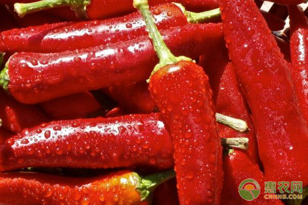 今日辣椒价格多少钱一斤？有哪些食用功效？该如何保存？